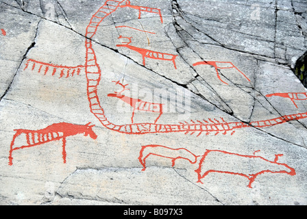 Elk and reindeer, rock painting, rock art at Alta, Norway, Scandinavia Stock Photo