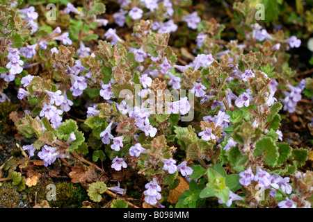 GLECHOMA HEDERACEA OR GROUND IVY IN LATE APRIL Stock Photo