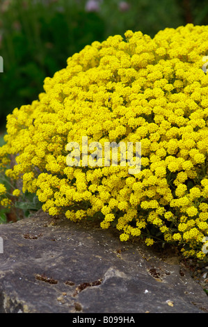 flowers of yellow alyssum saxatile Stock Photo - Alamy