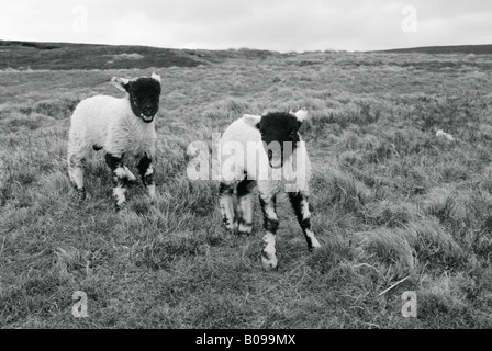 Swaledale lambs Stock Photo