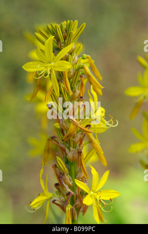 ASPHODELINE LUTEA Stock Photo