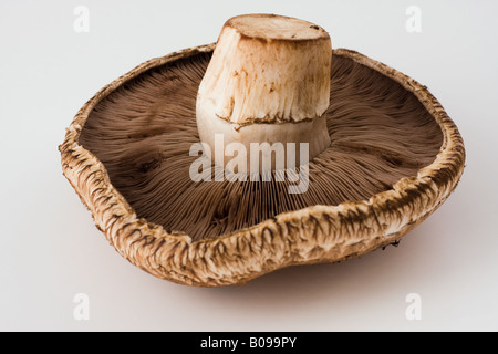 Portobello Mushroom Stock Photo
