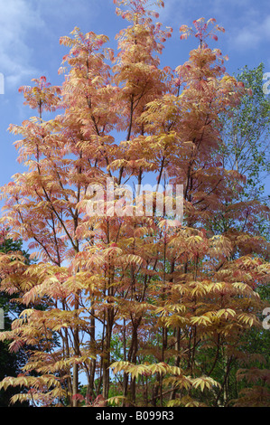 TOONA SINENSIS FLAMINGO Stock Photo