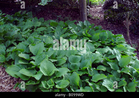 HOSTA ROYAL STANDARD Stock Photo