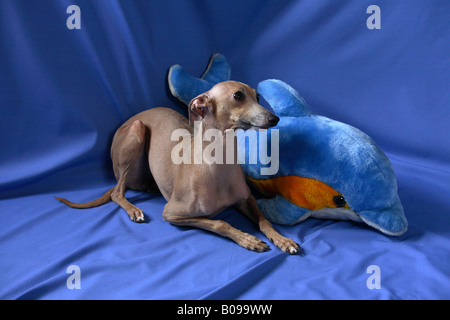 Dog resting in her the dog toy Stock Photo