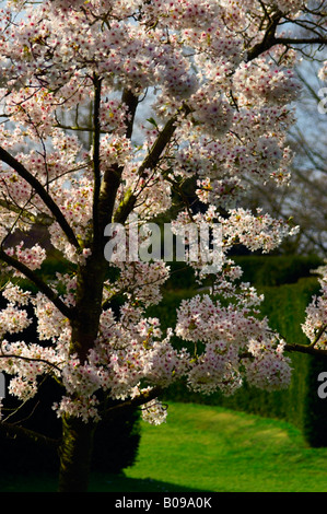 PRUNUS X YEDOENSIS YOSHINO CHERRY Stock Photo