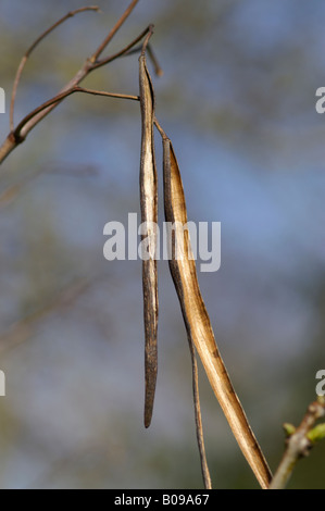 CATALPA SPECIOSA NORTHERN CATALPA EMPTY SEED PODS Stock Photo