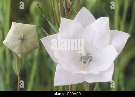 Platycodon grandiflorus 'Hakone White' (Balloon flower) Stock Photo