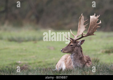 Fallow deer stag resting Stock Photo