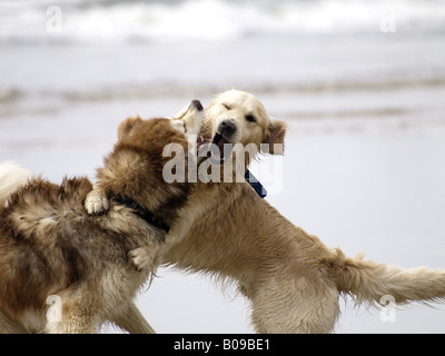 Two dogs fighting Stock Photo