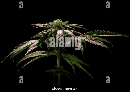 Flowering female cannabis sativa plant Stock Photo