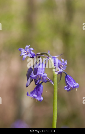 Bluebell, English woodland in spring Stock Photo