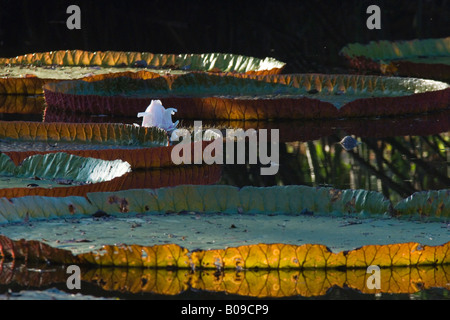 Giant Victoria Water Platter Victoria X Longwood Giant Water Lily Kanapaha Botanical Gardens Gainesville Florida USA Stock Photo