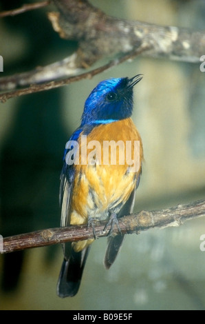 Eastern Bluebird Sialia sialis - Captive Stock Photo