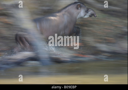 Tapir (Tapirus terrestris) running along river bank, Amazon rainforest, Brazil. Stock Photo