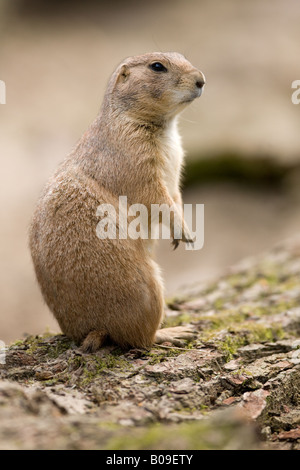 black tailed Prairie dog - Cynomys ludovicianus Stock Photo