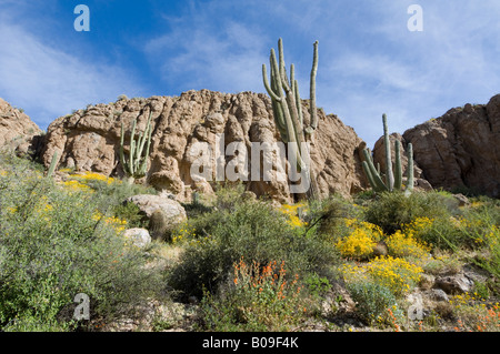 Chuparosa flowers Brittlebush Saguaro Cacti Arizona USA Stock Photo