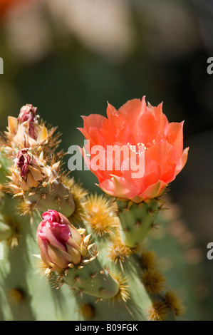 Engelmann s Prickly Pear Cactus Opuntia engelmannii Stock Photo