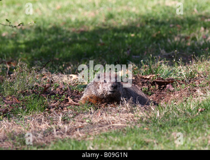 Woodchuck Groundhog at its burrow. Stock Photo