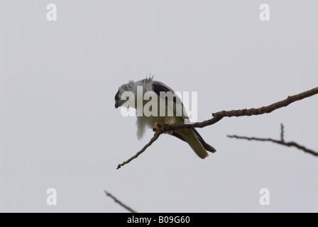 Black shouldered kite elanus axillaris Stock Photo