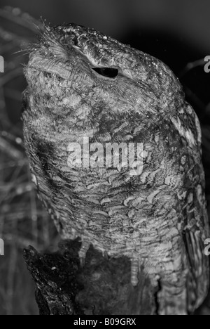 Tawny Frogmouth Podargus strigoides Stock Photo