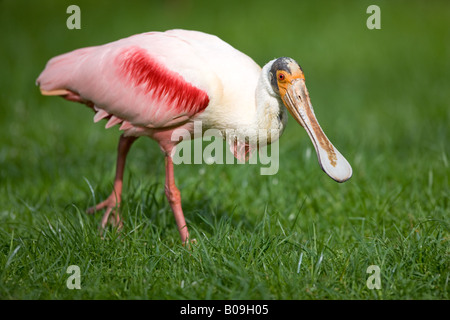 Roseate Spoonbill - Ajaja ajaja Stock Photo