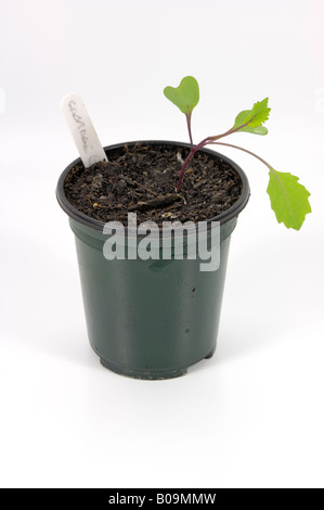 Studio shot of cabbage seedlings against a white background Stock Photo