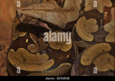 Coiled rainbow boa, Brazilian Amazon rainforest. Stock Photo