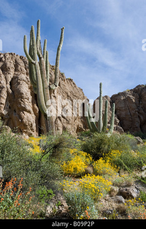 Chuparosa flowers Brittlebush Saguaro Cacti Arizona USA Stock Photo