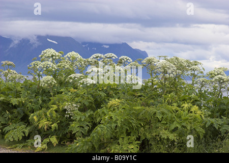 giant hogweed (Heracleum mantegazzianum), giant hogweed north of the polar circle, Norway, Vesteralen, Andoya Stock Photo