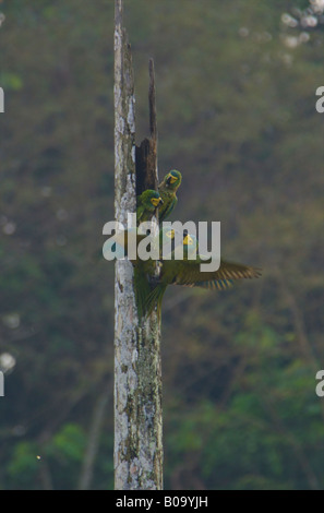 Red bellied macaws fighting over a nesting site Stock Photo