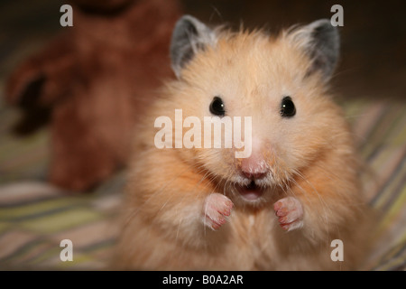 Syrian Hamster Close Up Stock Photo