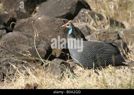 Helmeted Guinea-fowl (Numida meleagris) Stock Photo