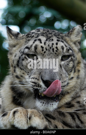 Male Snow Leopard licking lips. Stock Photo