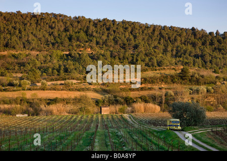 Vineyards on a french hillside Stock Photo