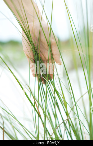 Hand touching dune grass, close-up Stock Photo