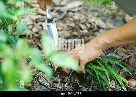 Man digging in ground, cropped view of hands with spade Stock Photo