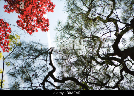 Japanese maple trees and Japanese white pines, low angle view Stock Photo