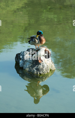 Mallard ducks preening on rock in pond Stock Photo