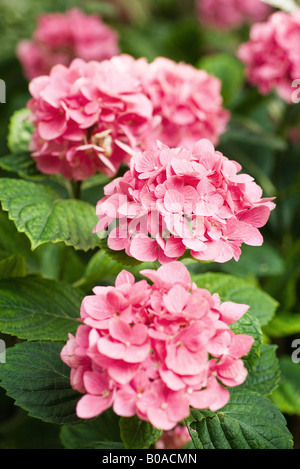 Pink hydrangea, close-up Stock Photo