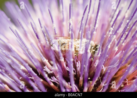 Bee gathering pollen on thistle, close-up