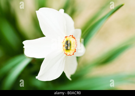 Narcissus flower, side view, close-up Stock Photo