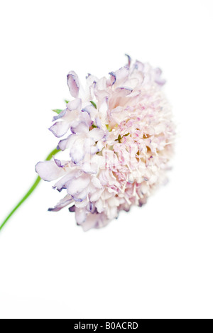 Scabiosa flower, close-up