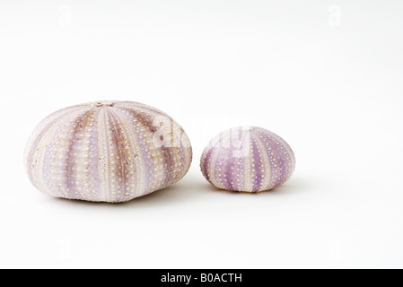 Dried sea urchin shells Stock Photo