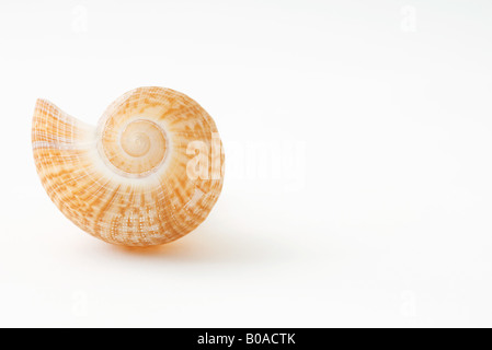 Seashell Stock Photo