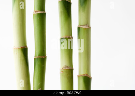Bamboo stalks Stock Photo