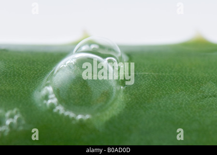 Bubbles on aloe vera leaf, extreme close-up Stock Photo