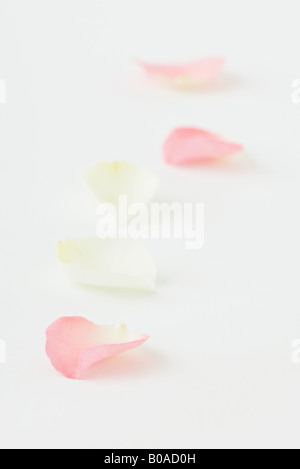Flower petals in a row, close-up Stock Photo