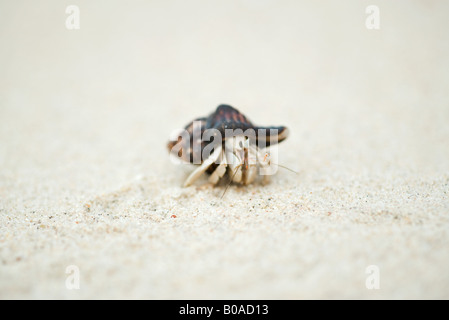 Hermit crab, close-up Stock Photo