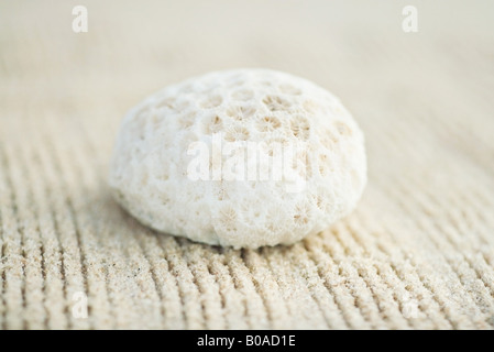 Coral on raked sand, close-up Stock Photo